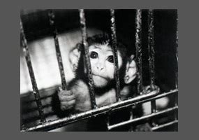 Should animal testing be banned? | Debate.org