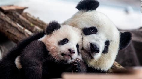 Germanys First Baby Pandas Make Their Public Debut Cnn Video