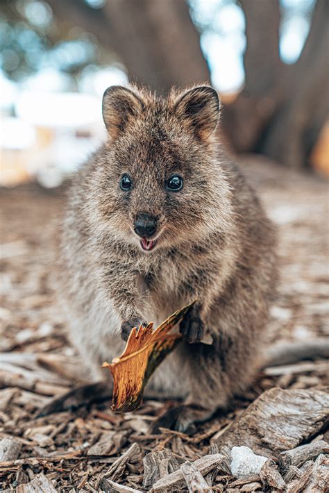 Quokka The Happiest Animal In The World Travelizer