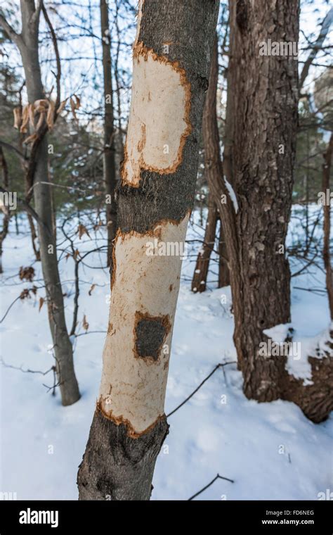Porcupine Damage Hi Res Stock Photography And Images Alamy