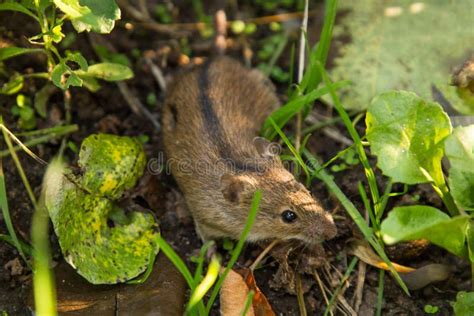 Wild Mouse Outdoors In Nature In Green Grass Close Up Stock Photo