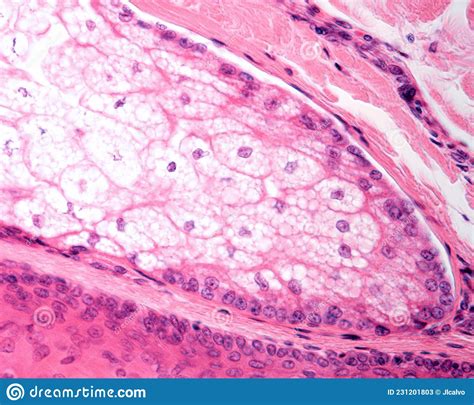Human Skin Sebaceous Gland Stock Image Image Of Biological Cells