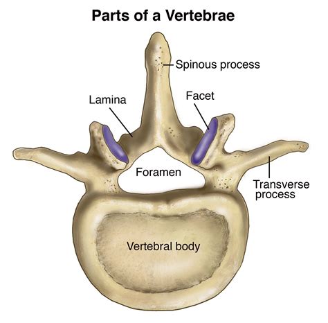 Normal Anatomy Of The Human Vertebral Column Compel Visuals