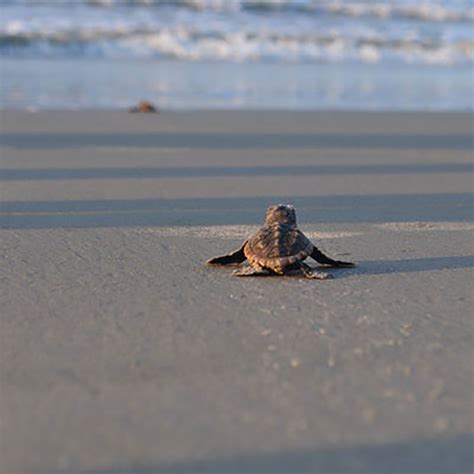 Best Places To See Sea Turtle Hatchlings Southern Living