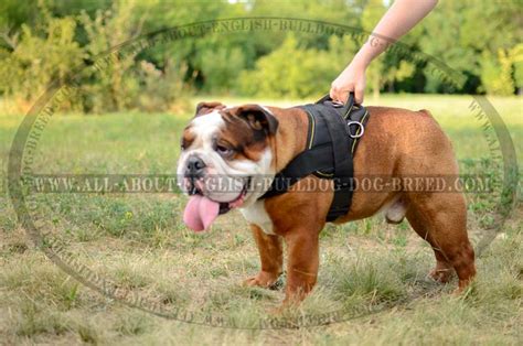 Discover how long rabbits generally live and learn some tips for keeping your rabbit the healthiest he or she can be throughout his or her life. Order now Light Weight Pulling English Bulldog Nylon Harness