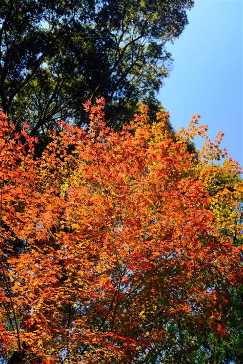 Vertical Shot Of Orange And Yellow Leafed Trees With A Clear Sky In The