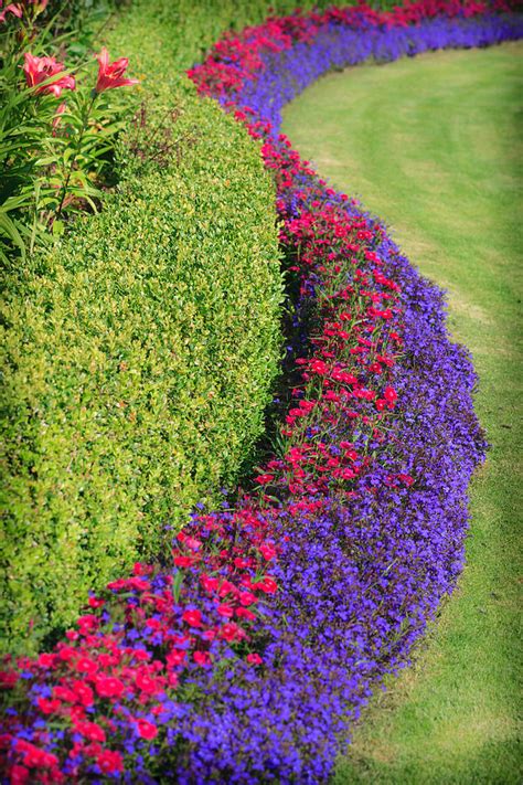 Flowers And Hedge Photograph By Mike Penney Fine Art America