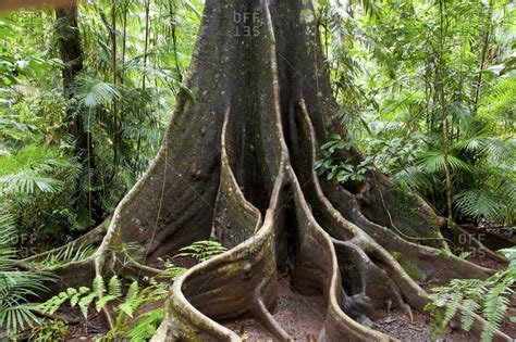 Rainforest Tree Roots