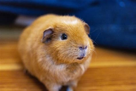 What To Expect At The Vet With A Guinea Pig Caring For All Pets