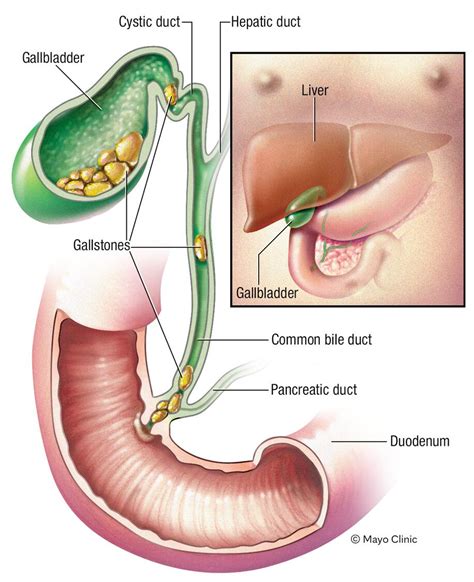 Gallbladder Location In Human Body