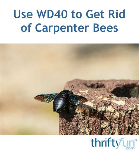 Use Wd40 To Get Rid Of Carpenter Bees Thriftyfun