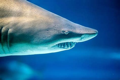 10 Amazing Sharks You Never Knew Existed In 2022 Species Of Sharks