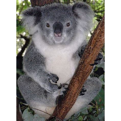 Koala Fun Facts Interesting Information About Koalas
