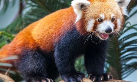 Red Pandas May Be Two Different Species This Raises Some Tough