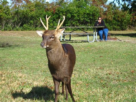 Sika Deer Visitor 3 Flickr Photo Sharing