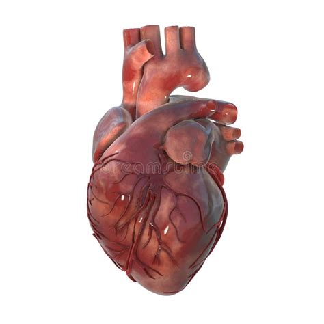 Anatomie Van Het Menselijk Hart 3d Illustratie Stock Illustratie