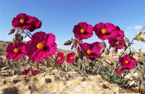 Israeli Desert In Bloom Desert Flowers Garden Painting Flowers