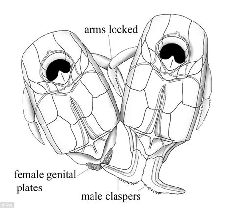 Fish Were The First Creatures To Have Sex 430 Million Years Ago