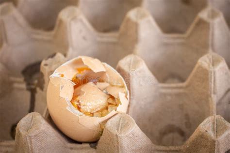 Bad Rotten Eggs To Eat Stock Image Image Of Cook Chicken 145227455