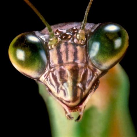 Mantis Photograph Chinese Praying Mantis Macro Closeup 7 By Leslie
