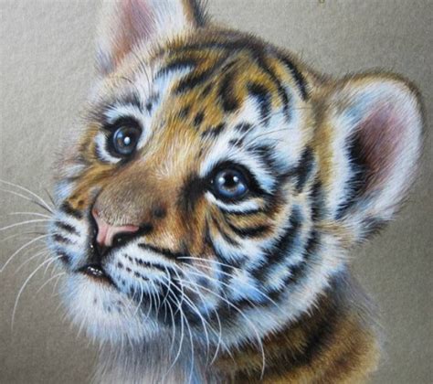 You don't see them in a photo either. 1 tiger pencil drawing by kate mur | Animal Color Pencil Drawings by Kate Mur