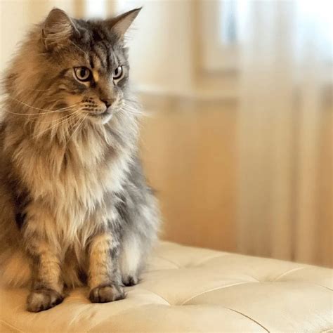 10 Things To Know Before Bringing Home Your Maine Coon Cat Kritter