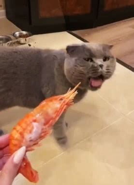 Bolehkah Kucing Makan Udang Ini Jawabannya Faunafella