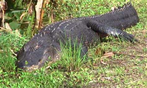 What Could Be Lurking In The Bushes A 12 Foot Alligator Get It Free