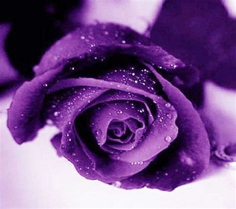 Royal Rose Purple Roses Purple Love Purple Flowers