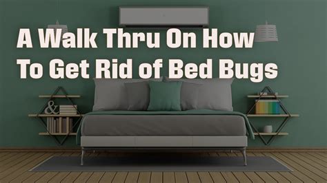 The Best Way To Get Rid Of Bed Bugs Now Youtube