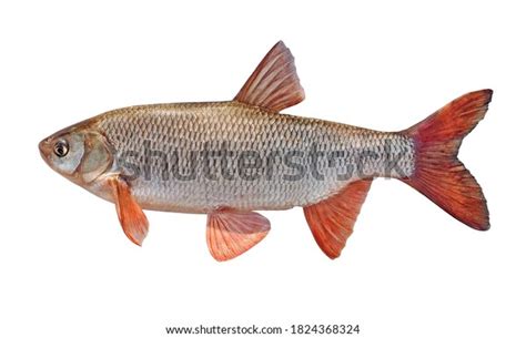 Fish Red Fins Freshwater Fish Ide Stock Photo 1824368324 Shutterstock