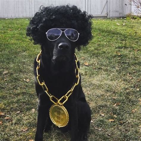 14 Cute Halloween Costumes For Labradors And Golden Retrievers Petpress