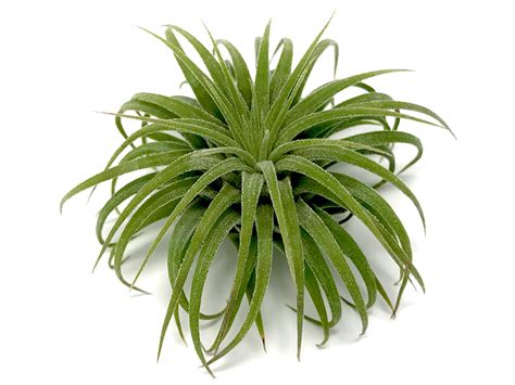 Collections Air Plant Hub