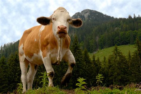 The beauty of the animal world published march 4, 2021 35 views. How to Prevent a Cow Attack