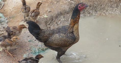 Maybe you would like to learn more about one of these? BISNISKU: tips agar ayam kampung bertelur setiap hari