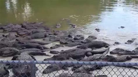 Alligators Feeding At Everglades National Park Miamiusa Youtube