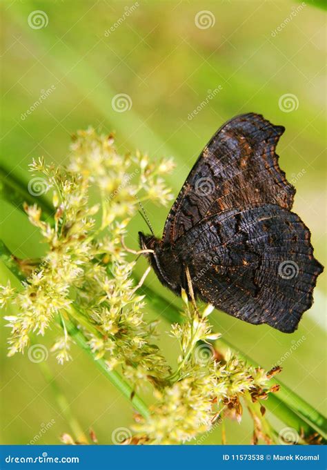 Dark Butterfly Stock Photo Image Of Leaf Lemon Macro 11573538