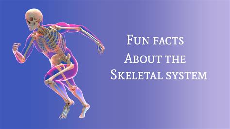 Fun Facts About The Skeletal System Youtube