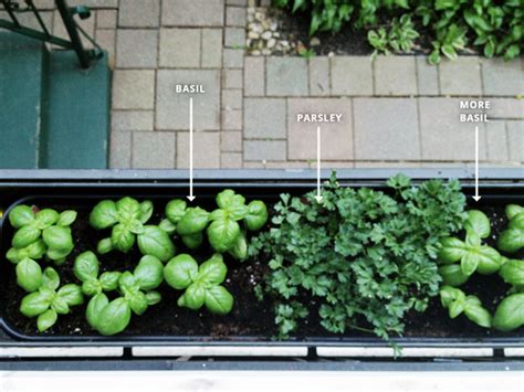 How To Plant Window Box Gardens Rather Square