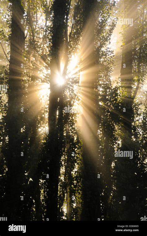 Light Beams Through Trees Hi Res Stock Photography And Images Alamy