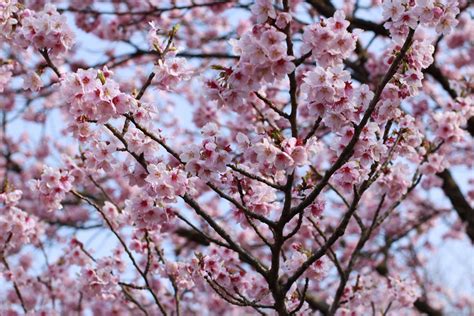 3840x2160 Beautiful Beautiful Flowers Cherry Blossom Flower Japan