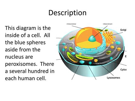 Maybe you would like to learn more about one of these? PPT - Peroxisomes- found in plant and animal cells ...