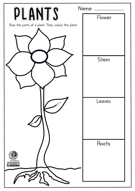 Las Plantas Foldables Recortes O Para Colorear Primer Ciclopage 0003