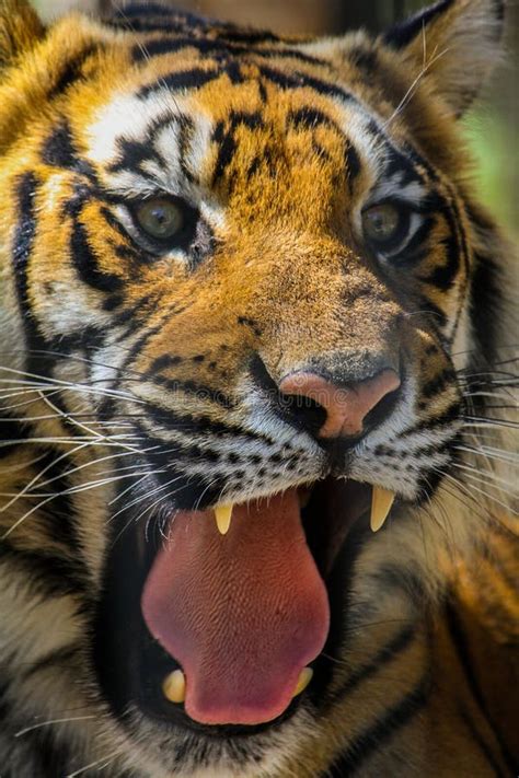 Tiger Teeth Stock Image Image Of Bengal Roar Tongue 79258975