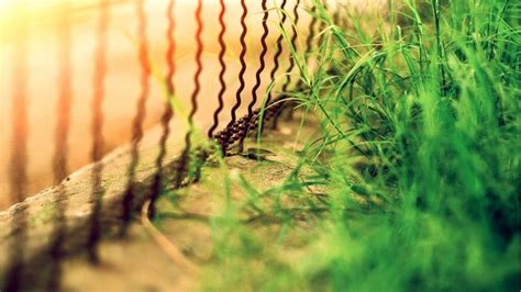 1366x768 Daylight Grass Sunlight Fence Photography Leaves Blurred