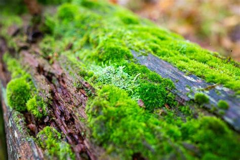 Close Up Green Forest Moss On A Fallen Tree Stock Image Image Of