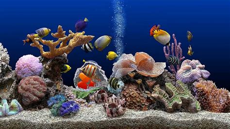 Marine Aquarium Uhd Screensaver Blue Ocean Download Screensaversbiz