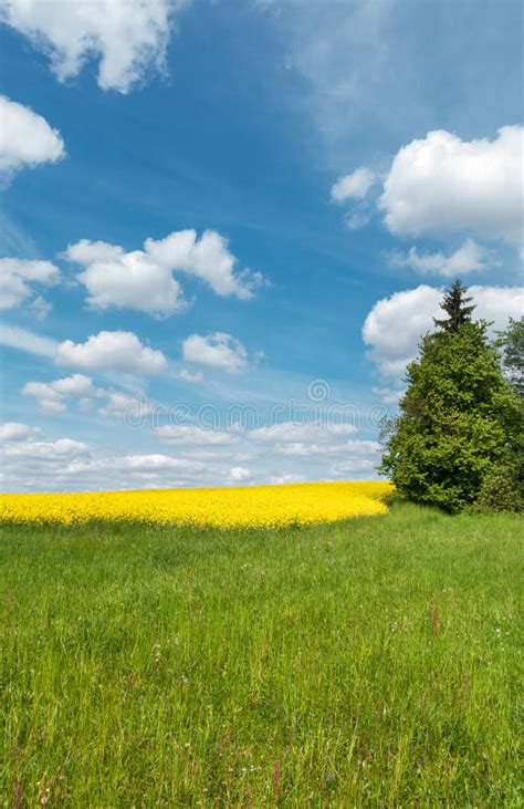 Spring Countryside With Green Meadow And Yellow Blooming Rapeseed Stock