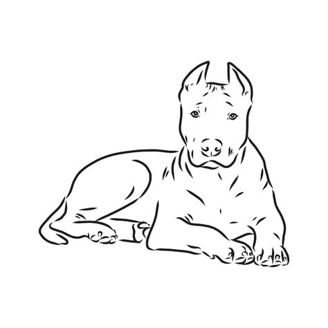 Esbo O De Ilustra O Vetorial De C O Pit Bull Terrier Vetor Premium