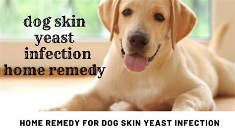 Dog Skin Yeast Infection Home Remedy Home Remedy For Dog